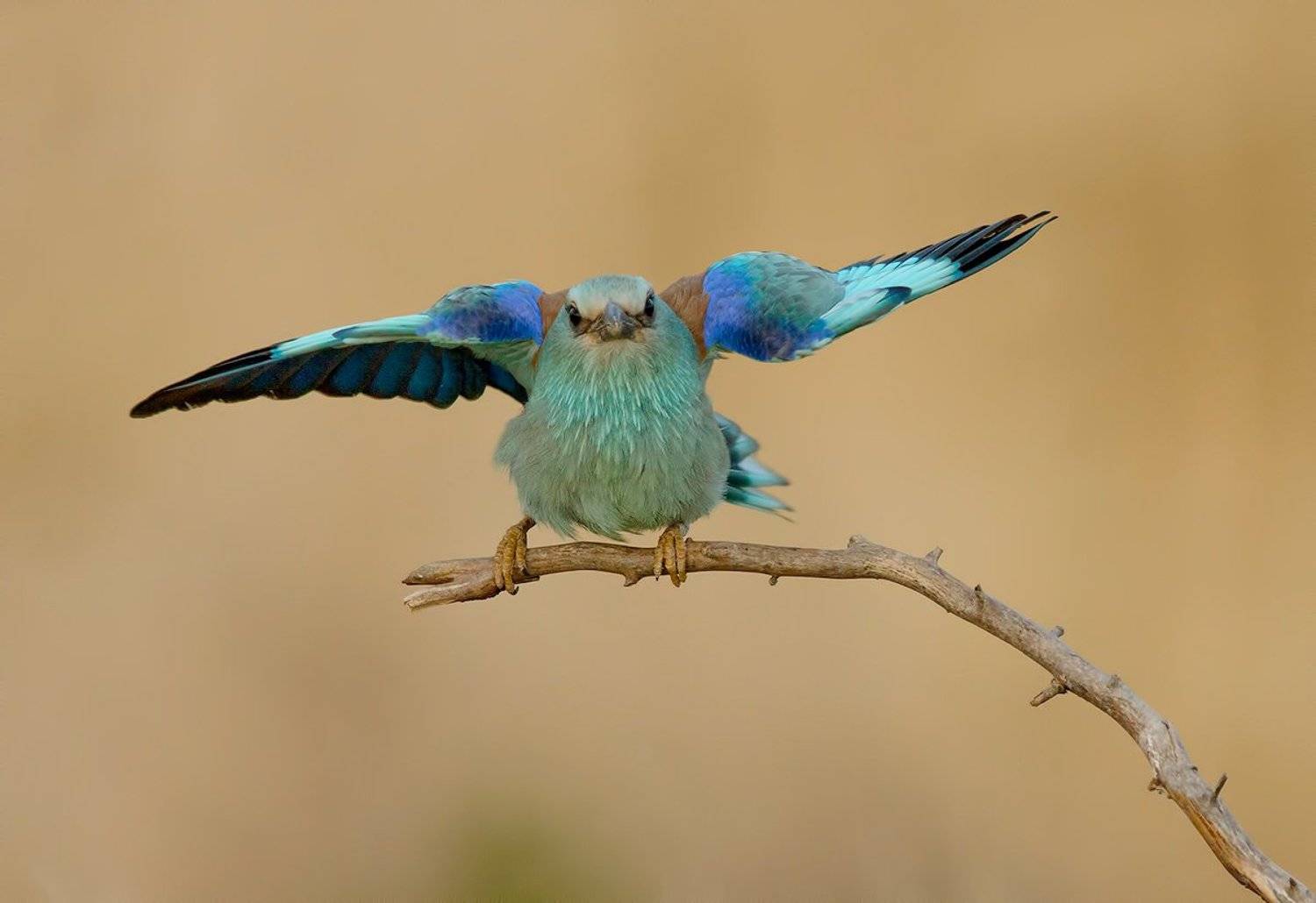 , Стефан Дянков