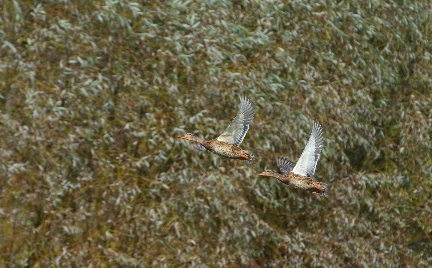 , Руслан Сигушин