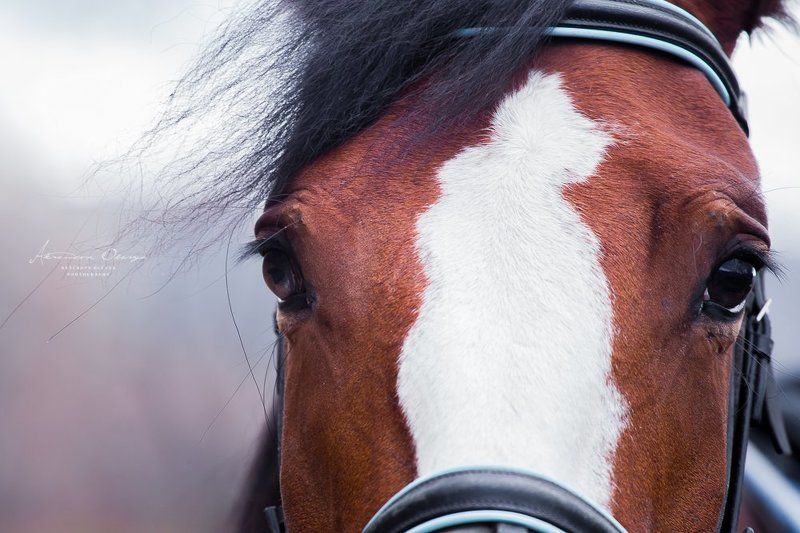Взгляд, Глаза, Лошадь Взгляд фото превью