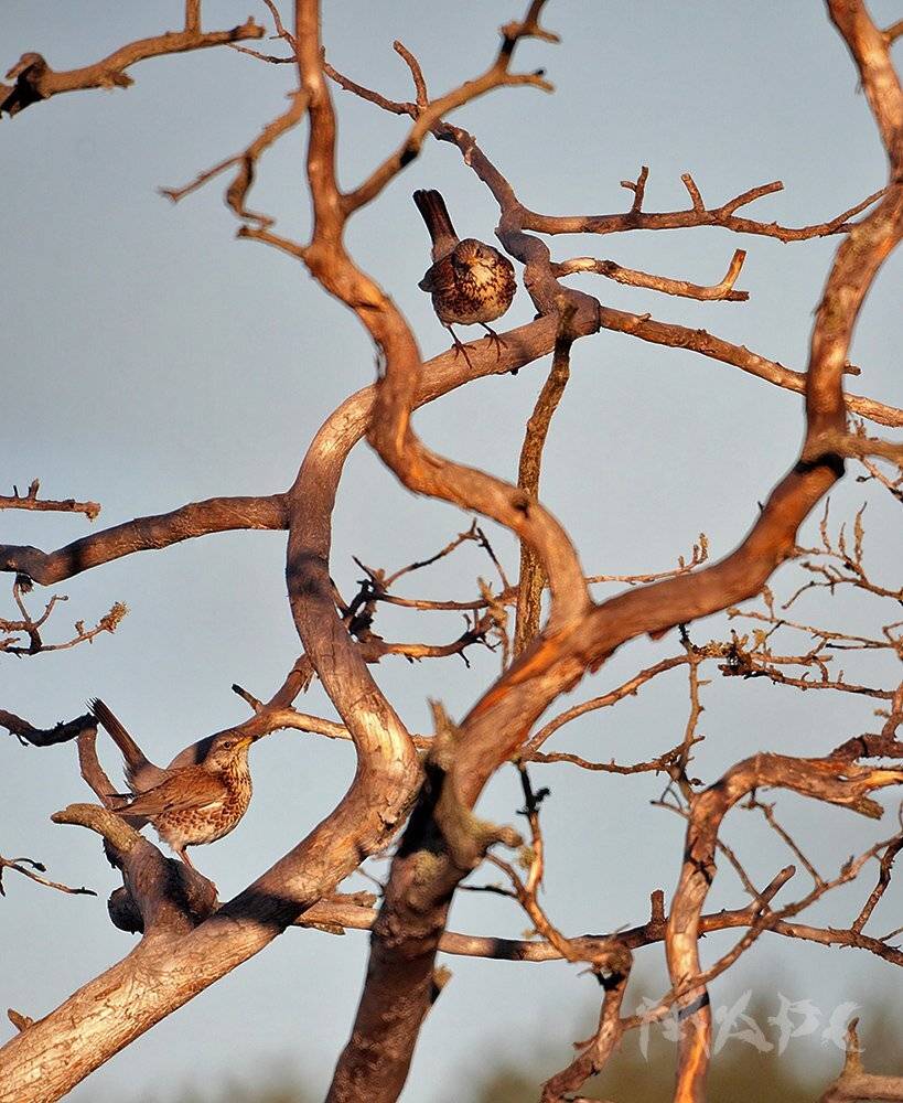 , Шангареев Марс