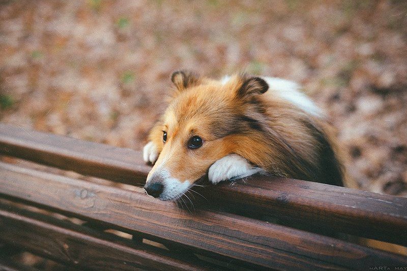 sheltie, dog, cute ***** фото превью