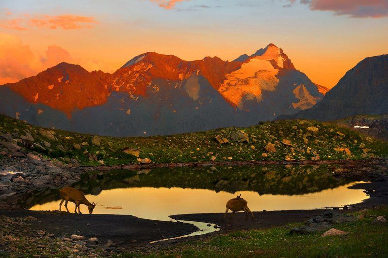 На вечернем водопое фото превью