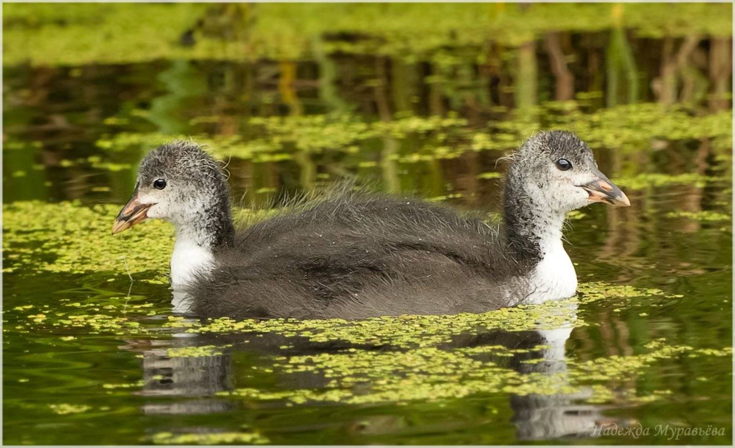 Fulica atra, Лысуха, Надежда Муравьёва