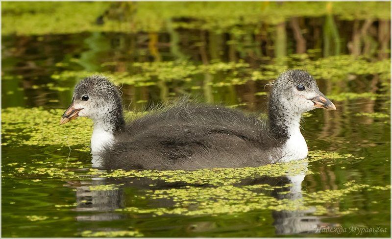 Fulica atra, Лысуха Тянитолкай фото превью