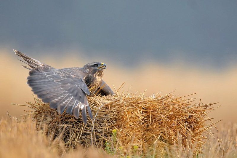 Na snopku фото превью