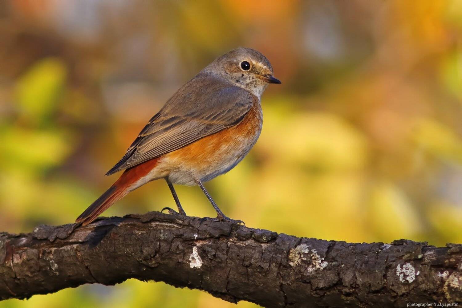 Горихвостка, Ляпустин Юра