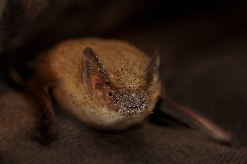 Eptesicus serotinus, Летучая мышь, Поздний кожан, Портрет кожана Симпатяшка ;) фото превью