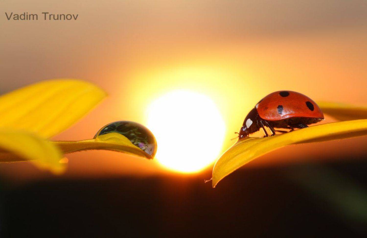 , Вадим Трунов