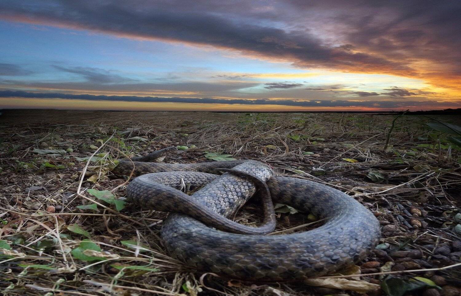 одесса, Сергей Кошелев