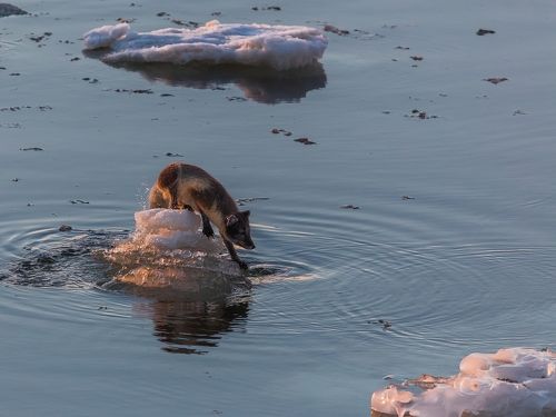 Ледовый квест