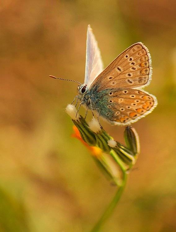 , Pawel Plucinski