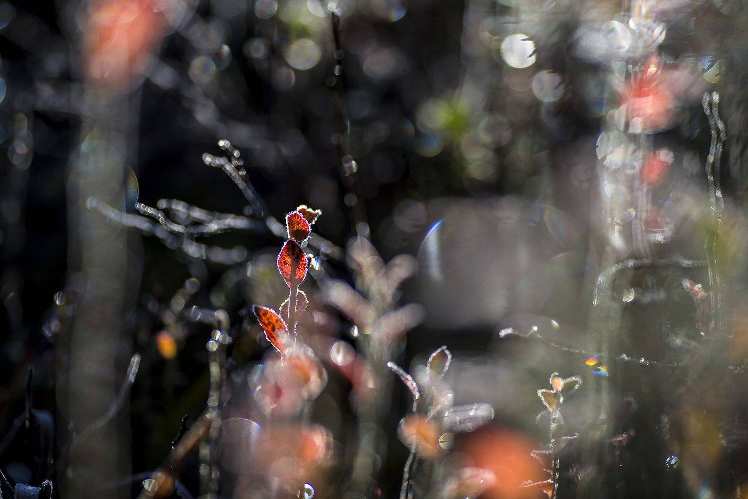 , Rimantas Bikulcius