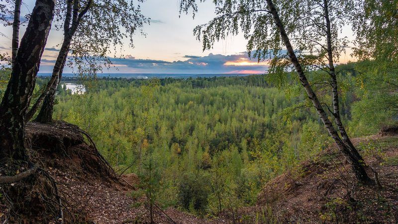 Наши березки, на нашей земле. фото превью