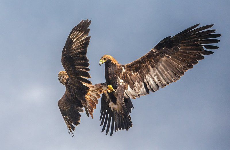 История одной схватки фото превью