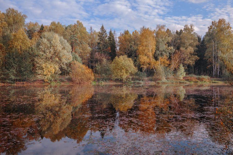осень, подмосковье, природа, пруд, россия Осень красит... фото превью