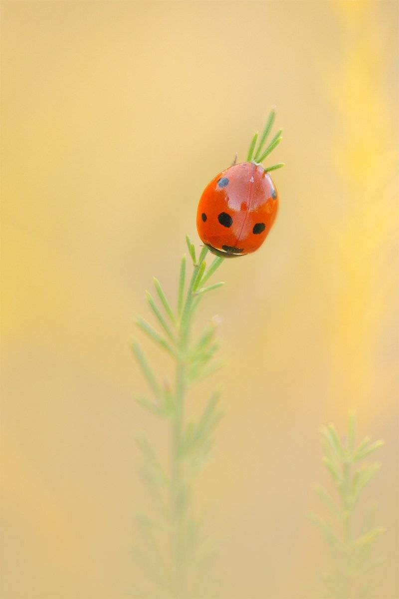 , Роман Рысь