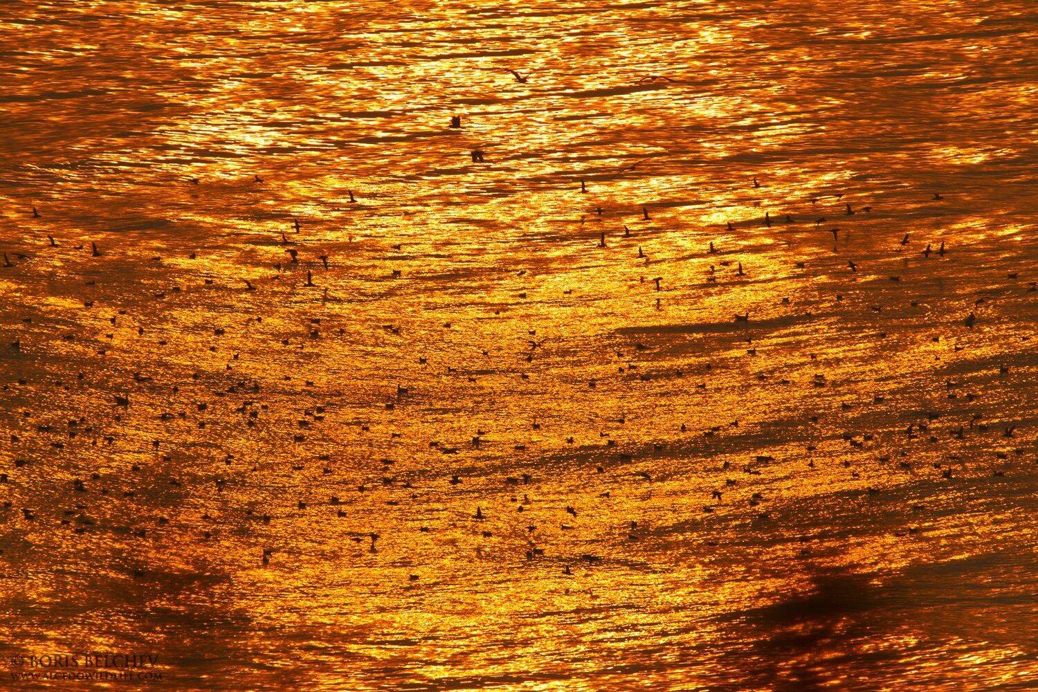 , Борис Белчев