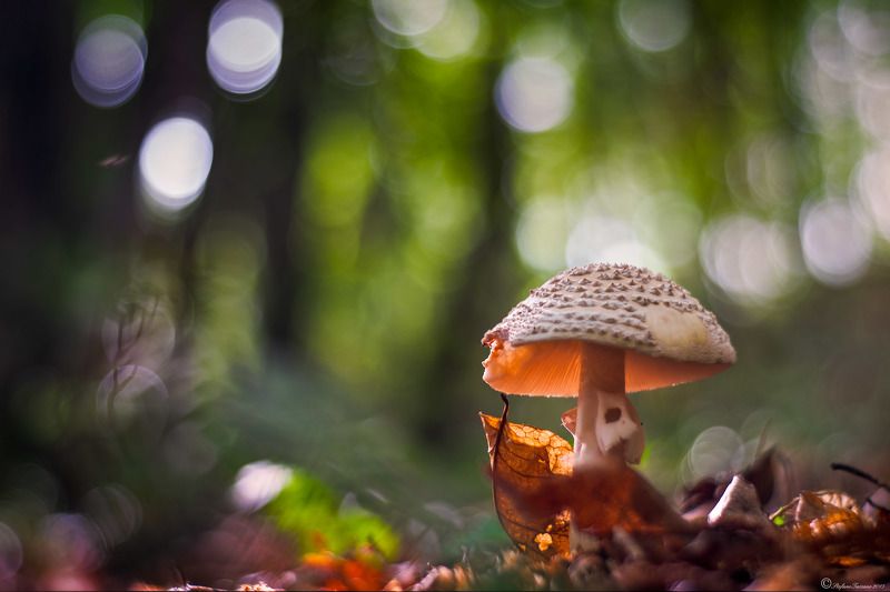 in the shade of the woods фото превью