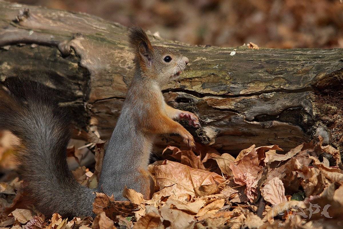 , Шангареев Марс