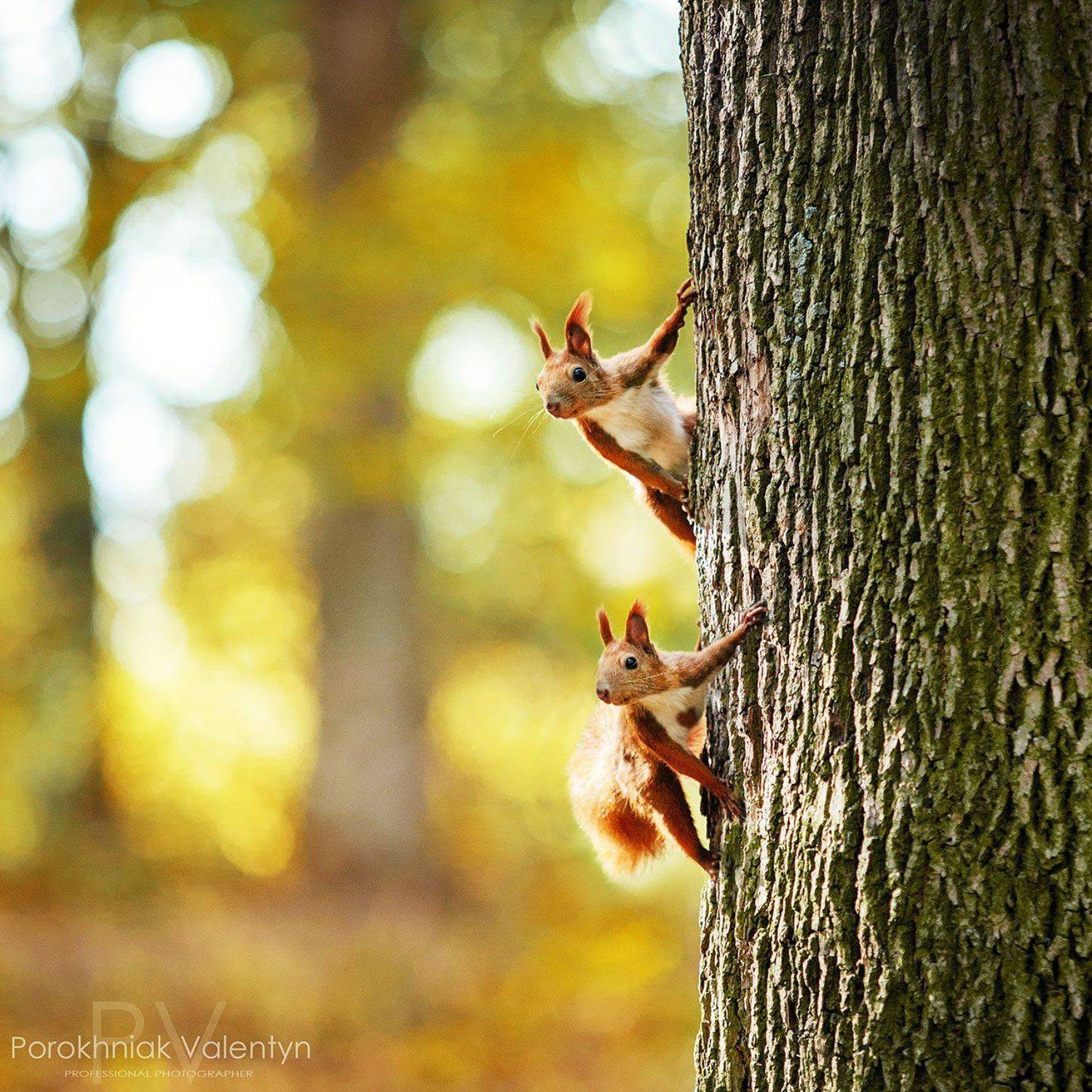 Две белки, Дерево, Желтая пора, Красивая, Осень, PV