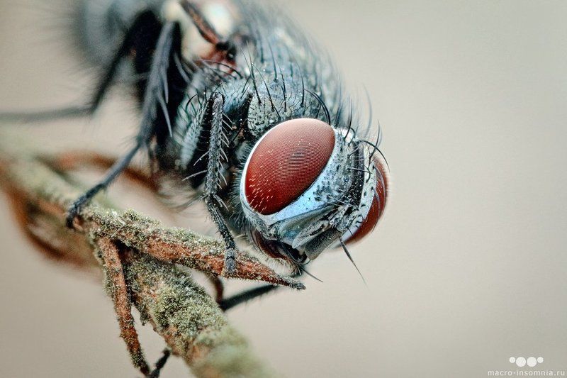 макро, муха, утро, спящая, насекомые, двукрылые, кривошеев кирилл, macro-insomnia Ежемуха фото превью