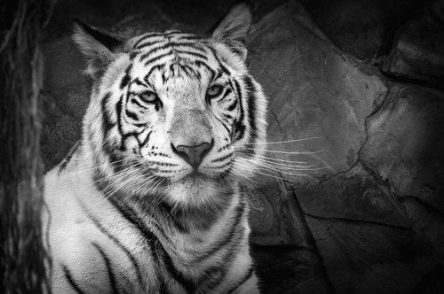 White tiger