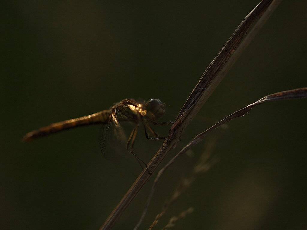 , Сергей Таланов