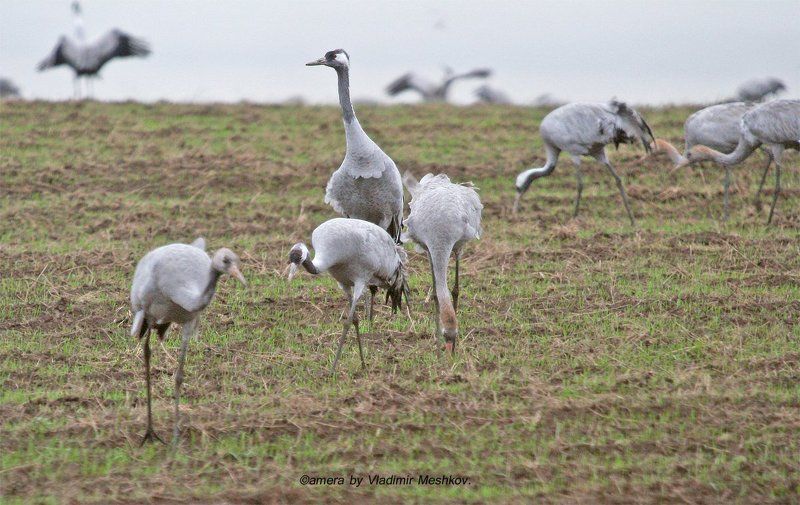 Gray Cranes. Early in the morning. фото превью