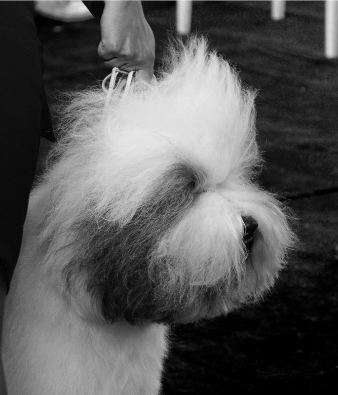 Выставка, Собака, Чб Выставка собак фото превью