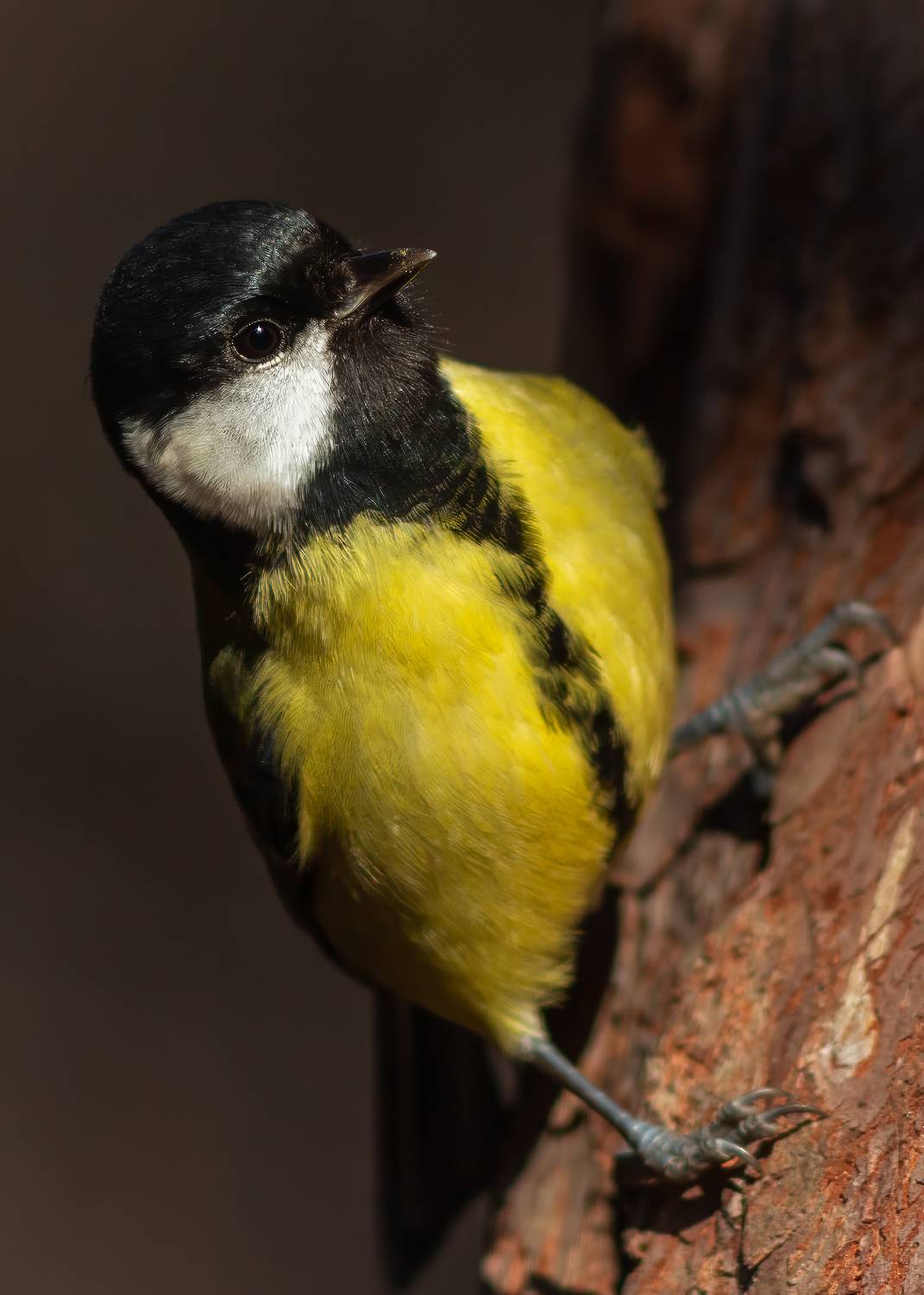 , Денис Пронин