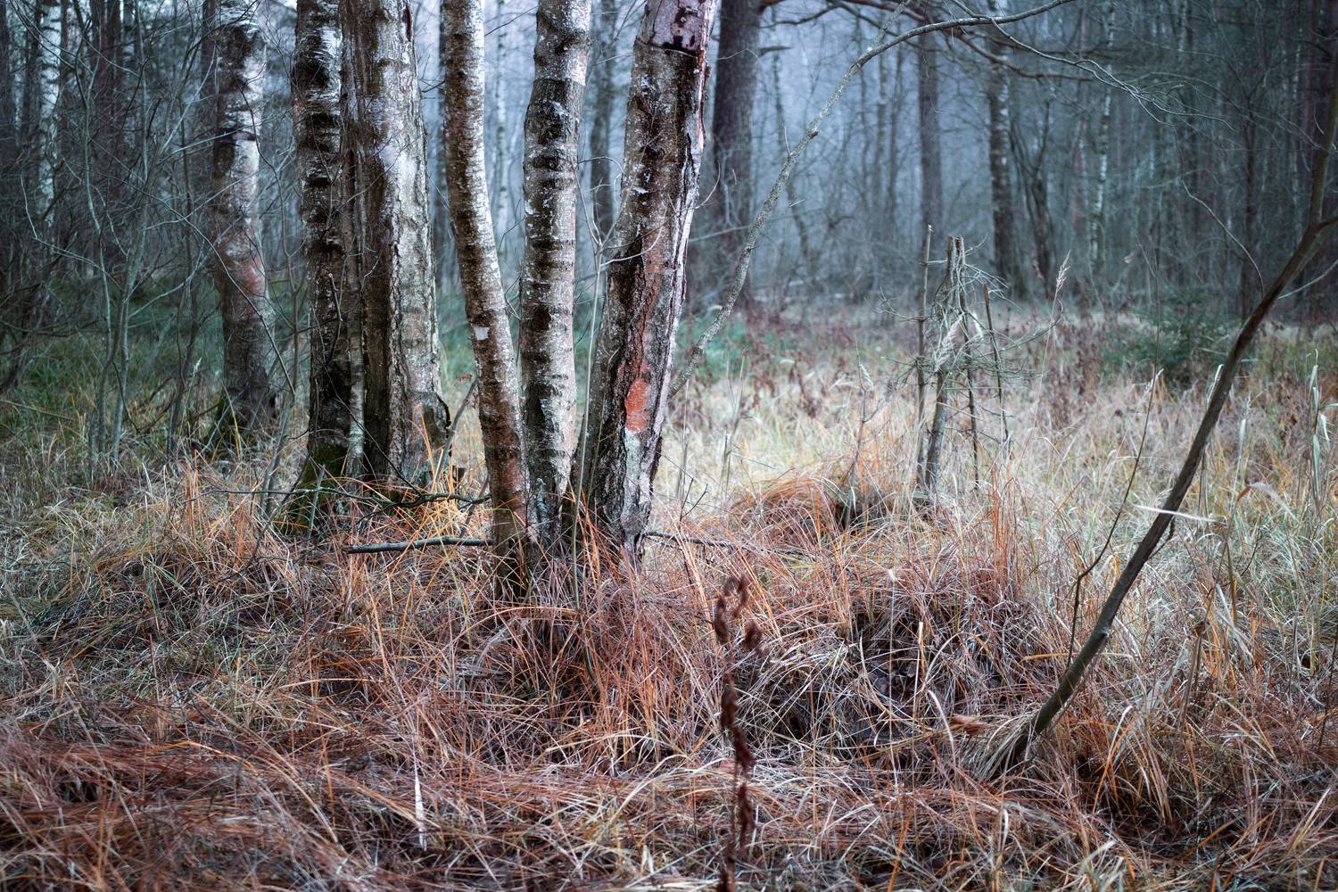 лес, деревья, осень, листва, пейзаж, Валерий Вождаев
