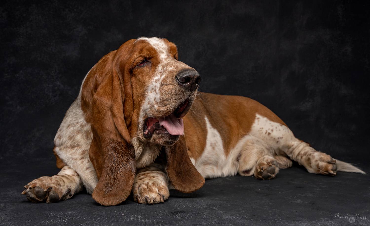 бассет, собака, Маори Мурр