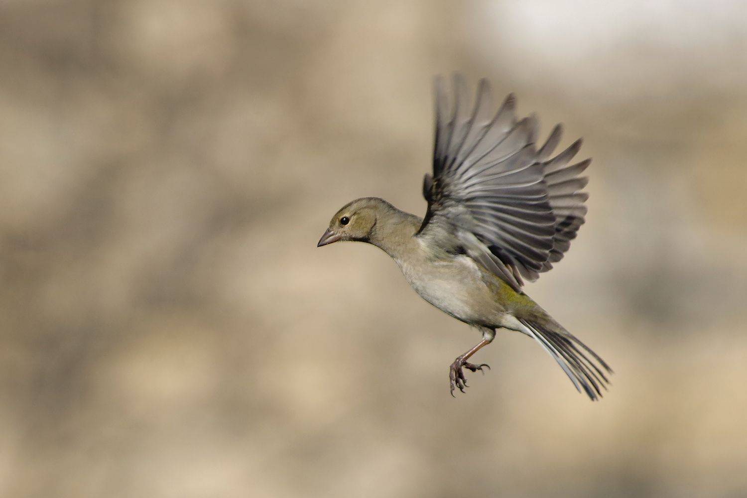 , Евгени Стефанов