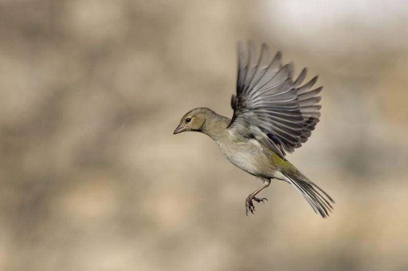 Воробей – естественная красота фото превью