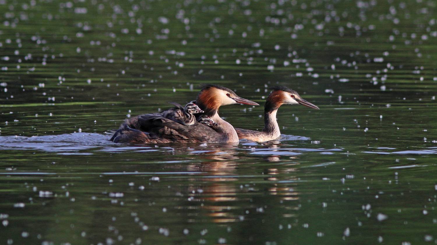чомга, большая поганка, podiceps cristatus,  great crested grebe, Бондаренко Георгий