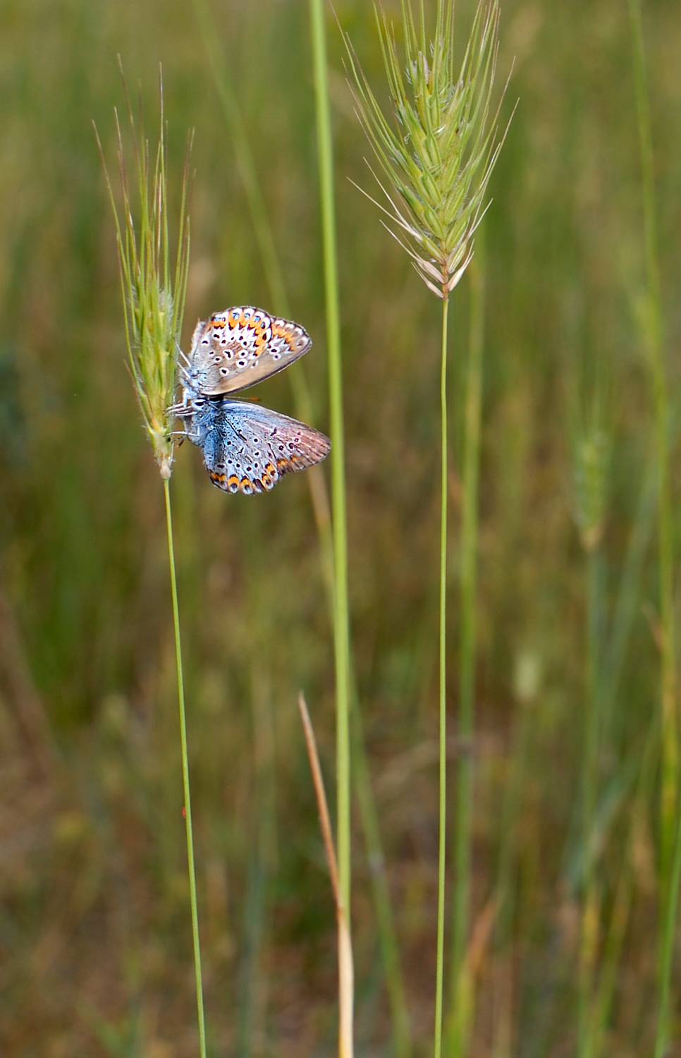 бабочки, Елена Нижегородцева