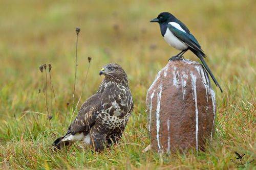 Двое под дождём.