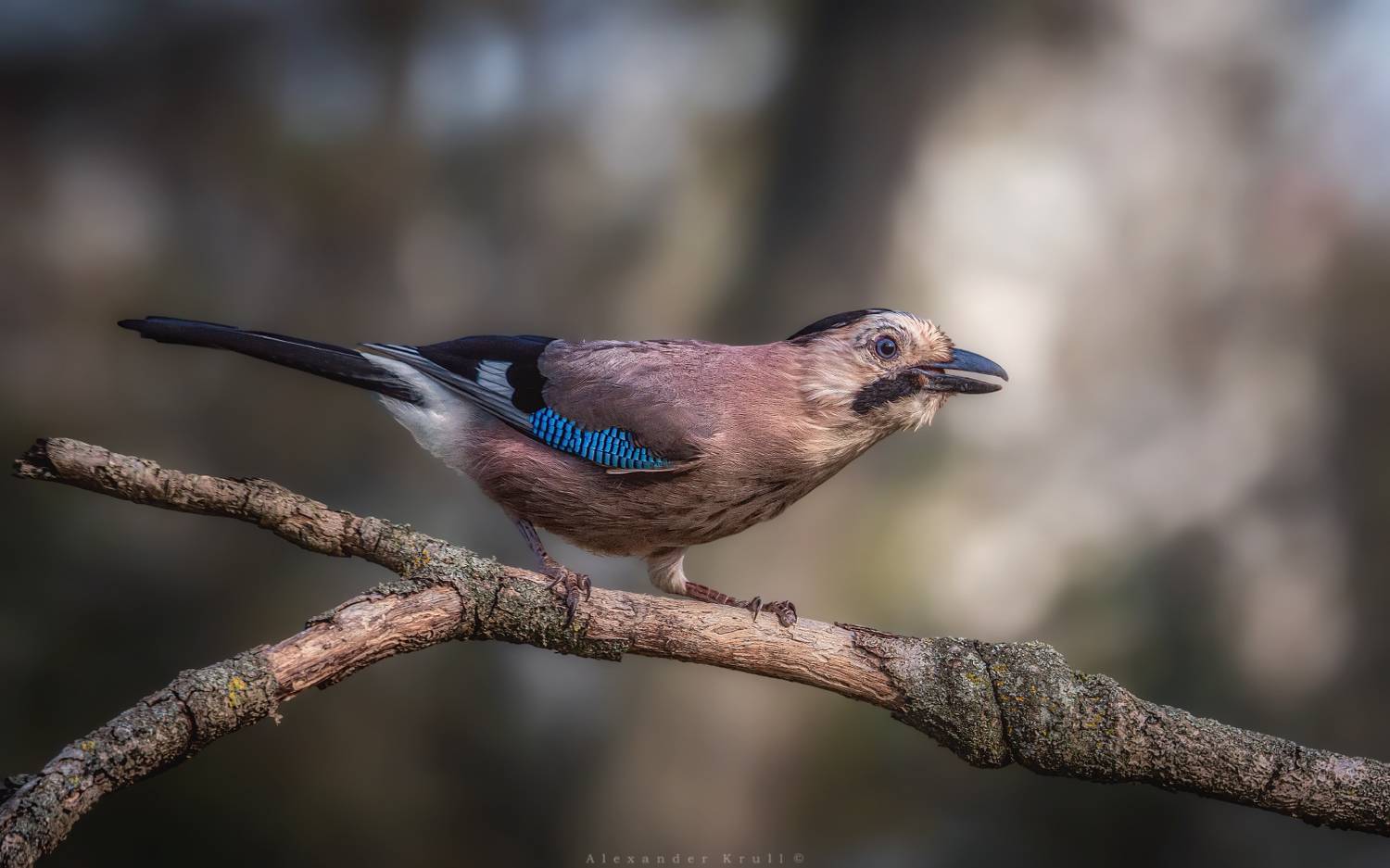 сойка, Круль Александр