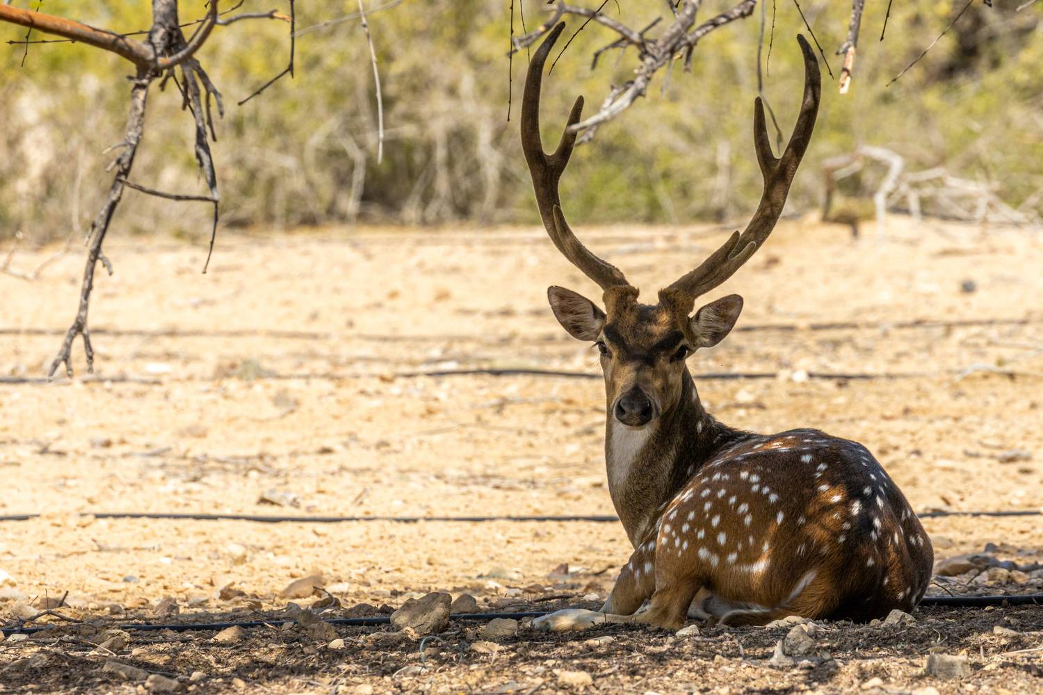 , Калинин Игорь