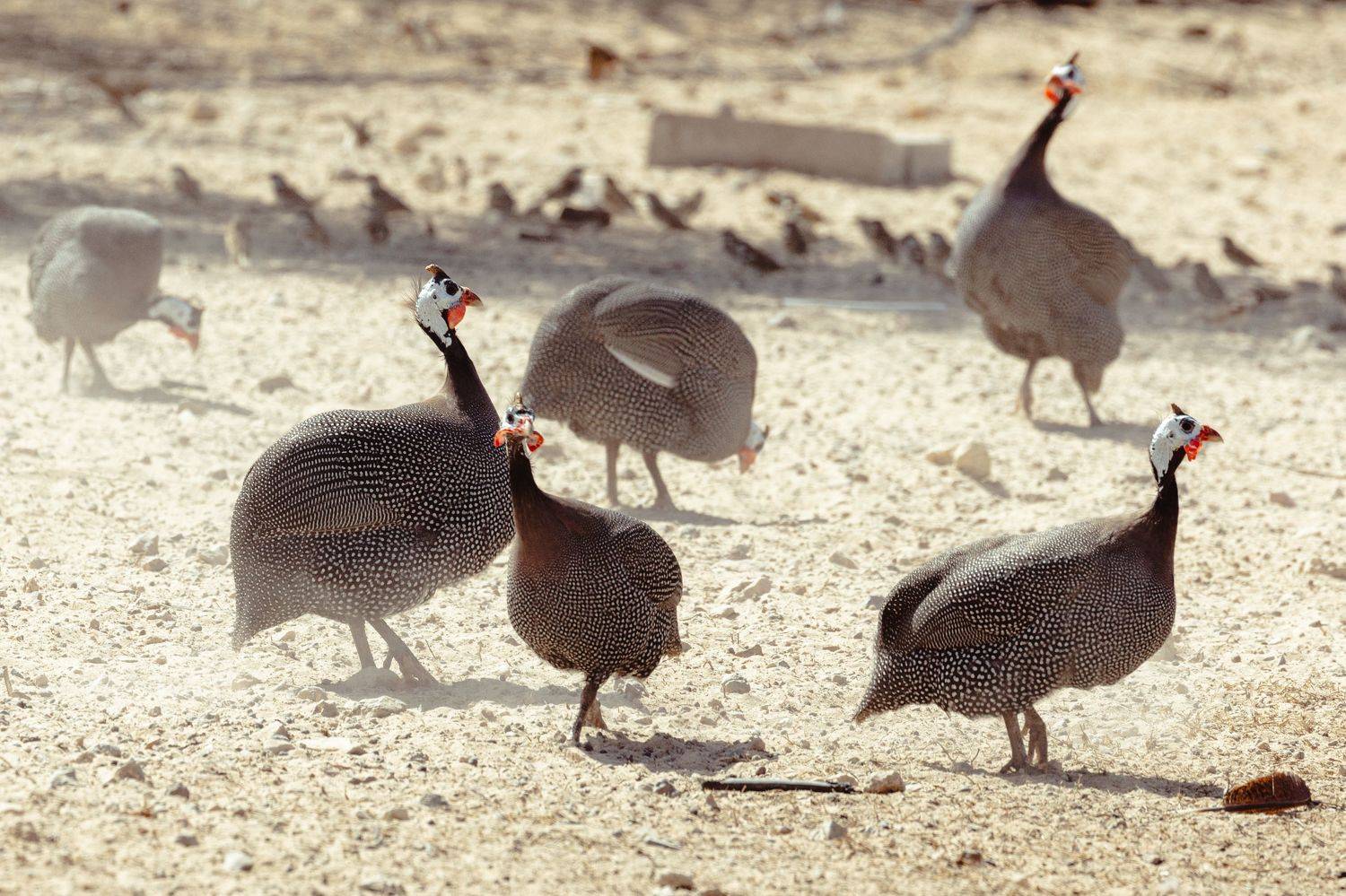 , Калинин Игорь