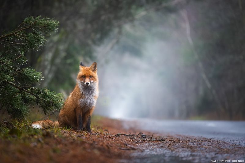 лис, животные, природа, куршская коса, зима, дождь, nature, wildlife, fox, rain У дороги фото превью