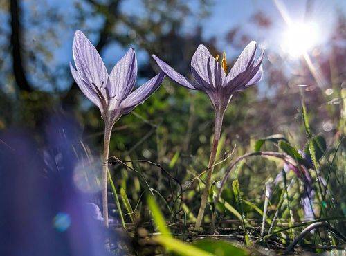 Crocus (Crocus Speciosus)