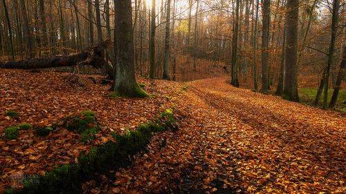 Rusty Landscape