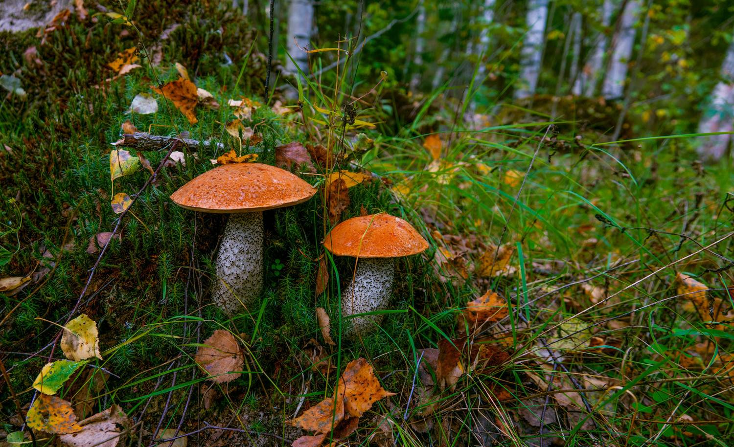 , Герман Корнилов