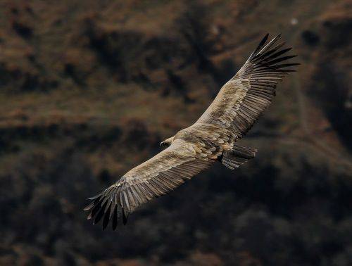 Белоголовый сип..