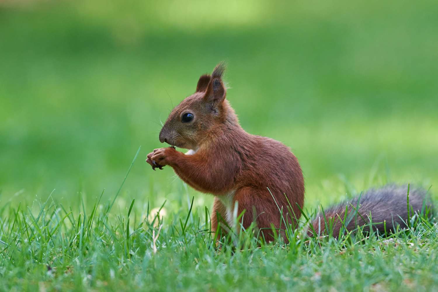 Sciurus vulgaris, volgograd, russia, wildlife, squirrel, белка, , Сторчилов Павел