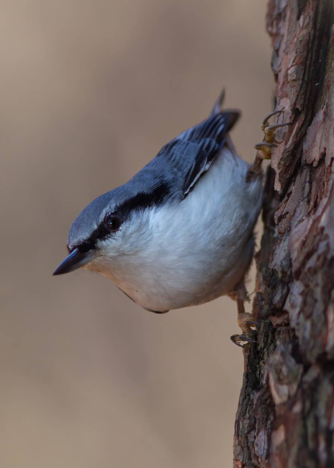 , Денис Пронин