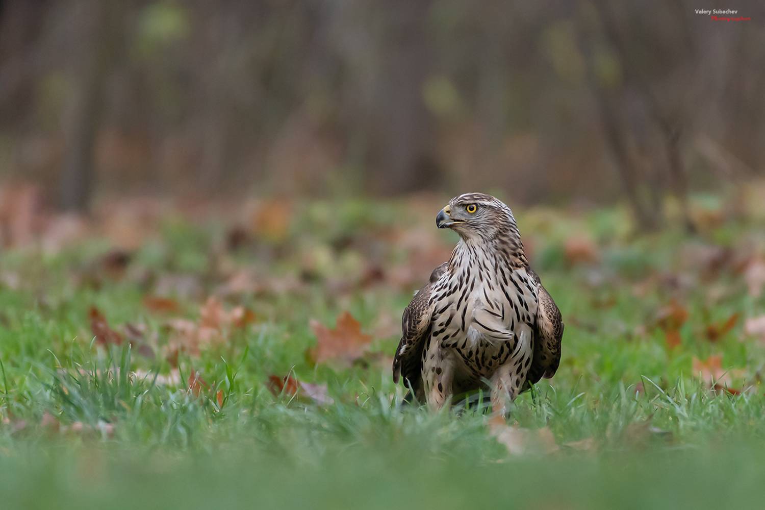 , Валерий Субачев