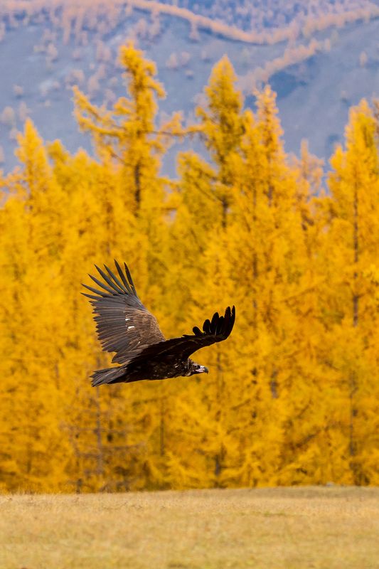 Грифы. Саяны, Окинский р-н. фото превью