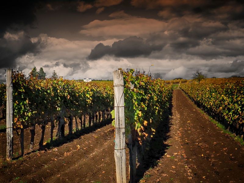 Autumn vineyard 2 фото превью